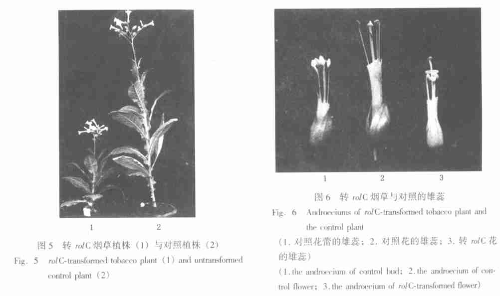 ; 41 rolc ), 90 d, 6, 7316 (1, 21DNA of rolc2transformed tobacco leaf ; 31DNA of the cm 90 d,