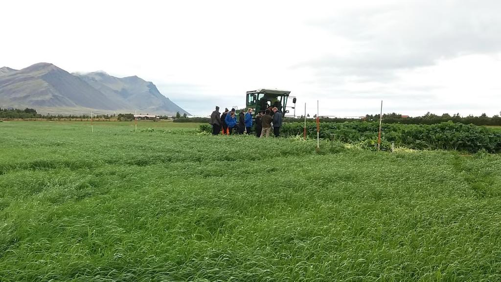 Samantekt Á framræstum mómýrum er áburðarsvörun í vetrarrýgresi og vetrarrepju meiri með þrígildum grænfóðuráburði en með þrígildum túnáburði þegar kemir að uppskerumagni.