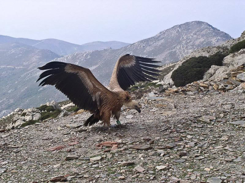 Υπηρεσίες των οικοσυστημάτων & βιοποικιλότητα Ακόμα ένα παράδειγμα από την