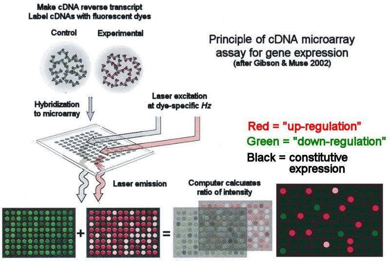 Microarray Analysis: η µικροανάλυση του DNA (microarray technology) είναι πολύ χρήσιµη στο να χαρακτηρίσει τους όγκους των µαλακών µορίων από την γενετική τους υπογραφή 134, 135.