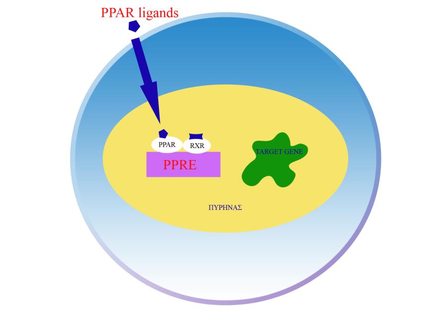 PPRE µε ετεροδιµερές µε τον υποδοχέα για το 9-cis-ρετινοϊκό οξύ (retinoid X receptor ή RXR).