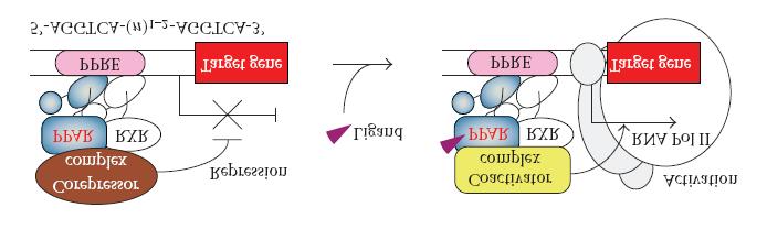 πολλαπλασιασµός, η διαφοροποίηση ή η απόπτωση αυτού. Οι ρυθµιστές (coregulators) δεν είναι αποκλειστικοί για τους PPRAs αλλά χρησιµοποιούνται και από άλλους παράγοντες µεταγραφής 176.