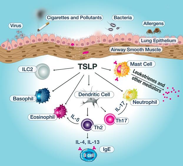 Thymic stromal lymphopoietin -TSLP Είναι μια κυτταροκίνη που παράγεται από το επιθήλιο και παίζει κεντρικό ρόλο στην Τ2 φλεγμονώδη απάντηση Η έκφρασή της αυξάνεται στους αεραγωγούς των ασθενών με