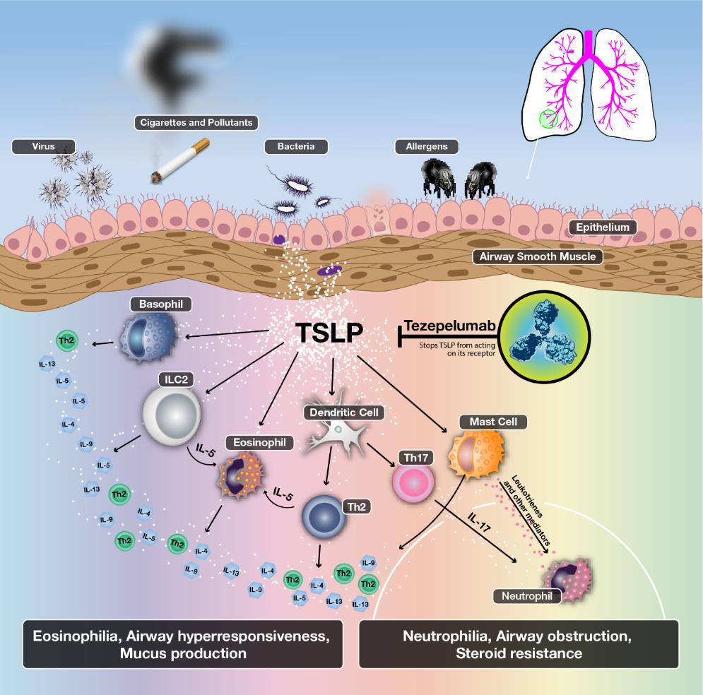 Tezepelumab Ανθρώπινο IgG2 αντίσωμα έναντι της TLSP Εμποδίζει τη σύνδεση της στον υποδοχέα της