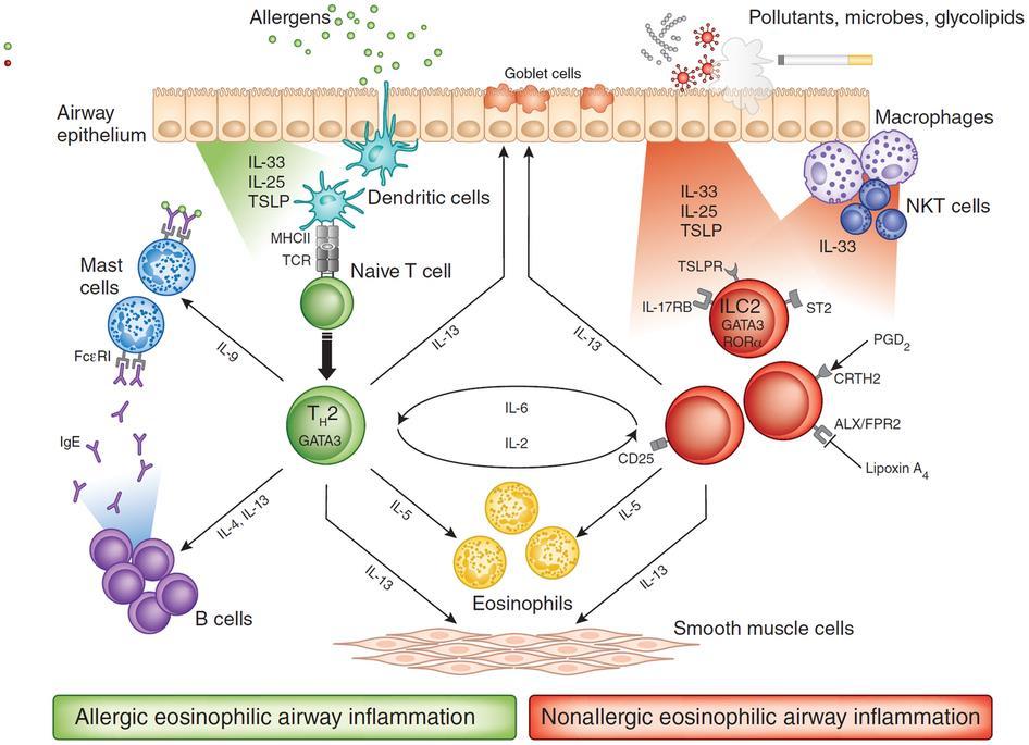 TNF-α therapies: Etanercept Infliximab Golimumab TLR7/9 therapies: QbG10 Imiquimod Resiquimod GATA3-specific DNAzyme IgE-specific Abs: Omalizumab RTK therapies: Masitinib IL-17 specific Abs: