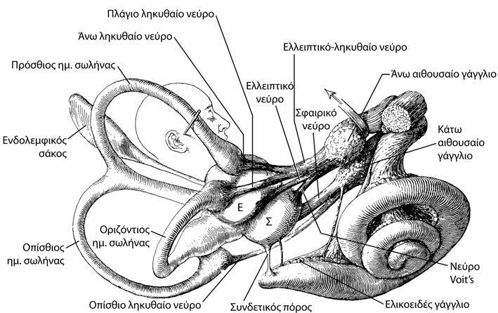 ΚΕΦΑΛΑΙΟ 1 ΚΛΙΝΙΚΑ ΣΤΟΙΧΕΙΑ ΑΝΑΤΟΜΙΚΗΣ ΤΟΥ ΣΥΣΤΗΜΑΤΟΣ ΑΚΟΗΣ