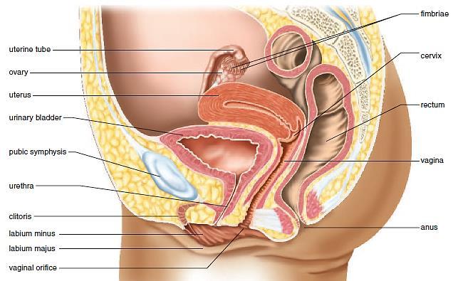 Εικόνα 3: Το γυναικείο αναπαραγωγικό σύστημα (Mader, 2004). Η μήτρα είναι ένα κοίλο μυώδες όργανο απιοειδού σχήματος. Βρίσκεται μεταξύ ουροδόχου κύστης και ορθού και έχει μήκος 7,5cm.