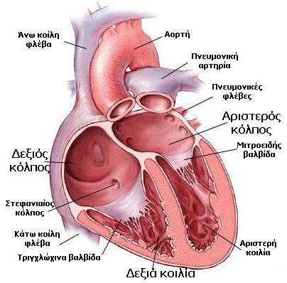 Κύρια ανατομικά χαρακτηριστικά καρδιάς Η καρδιά υποδιαιρείται σε δύο λειτουργικά μέρη. Καθένα από αυτά έχει μια πρώτη μικρή κοιλότητα, τον κόλπο και μια δεύτερη μεγαλύτερη κοιλότητα, την κοιλία.