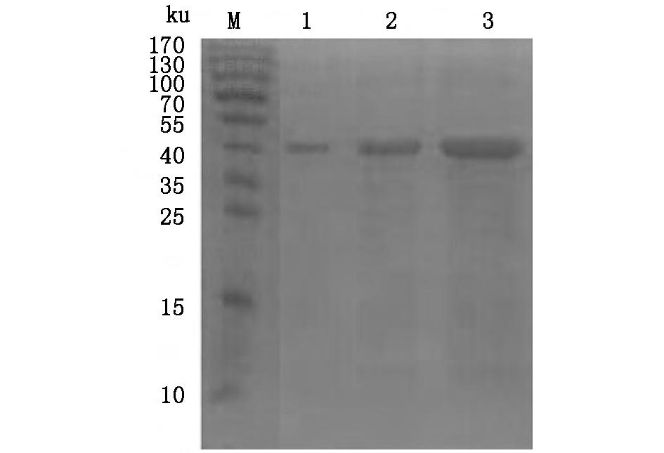 1 103 3-80 M DNA 1 pet28a- 2 pet28a- M 1 2 4 Western Blot 2 5 1 M 1 2 3 ProtParam 39 374 0 Da 6 12 Instability 3 index 36 99 2 4 69 75 Grand