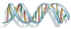 Kôdiranje rješenja Informacije o živim bićima sadržane su u niti deoksiribonukleinske kiseline (DNK) Sastoji se većinom (98 %) od kromosoma Kromosomi se sastoje gena Na isti način je potrebno