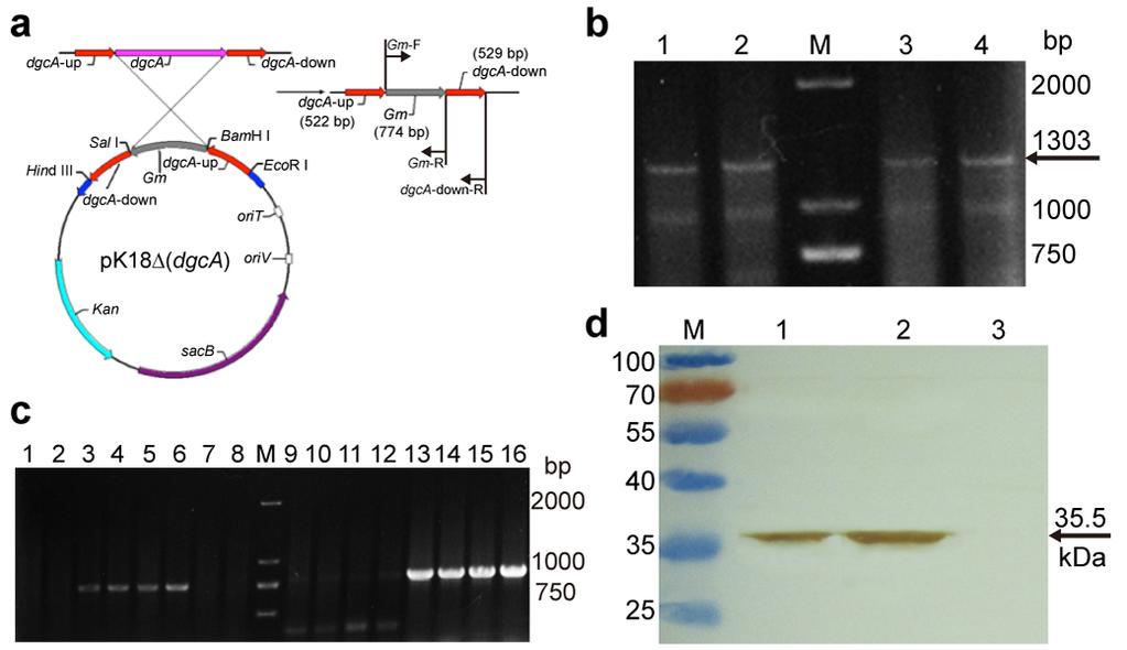 Figure S3. Construction and verification of the WT, ΔdgcA, OdgcA and CdgcA strains. (a) Schematic diagram of the gene deletion construct.
