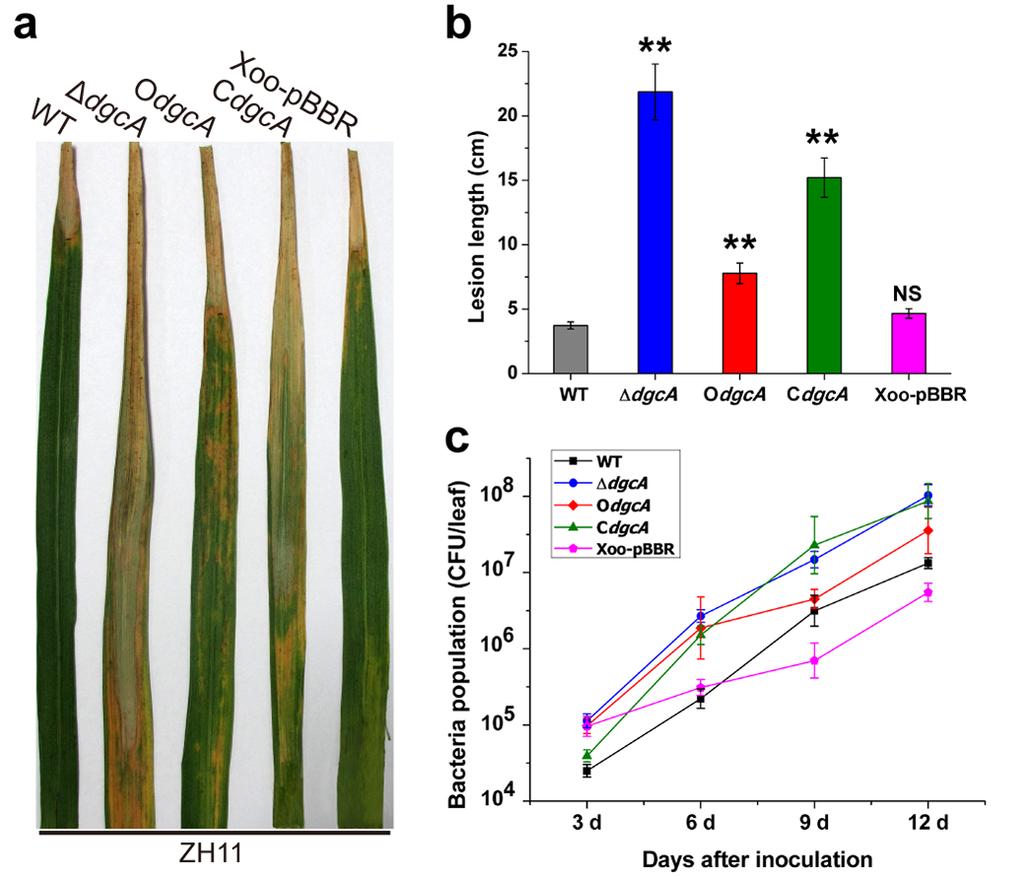 Figure S4. In Planta virulence test of the WT, ΔdgcA, OdgcA, CdgcA and Xoo-pBBR strains. (a) Leaf segments of rice cultivar Zhonghua 11 (ZH11) showing rice blight symptoms.