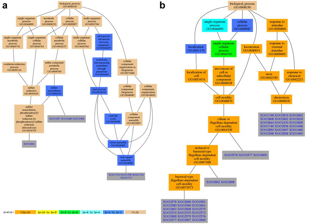 Figure S5. GO tree displays enrich genes associated with certain biological process.