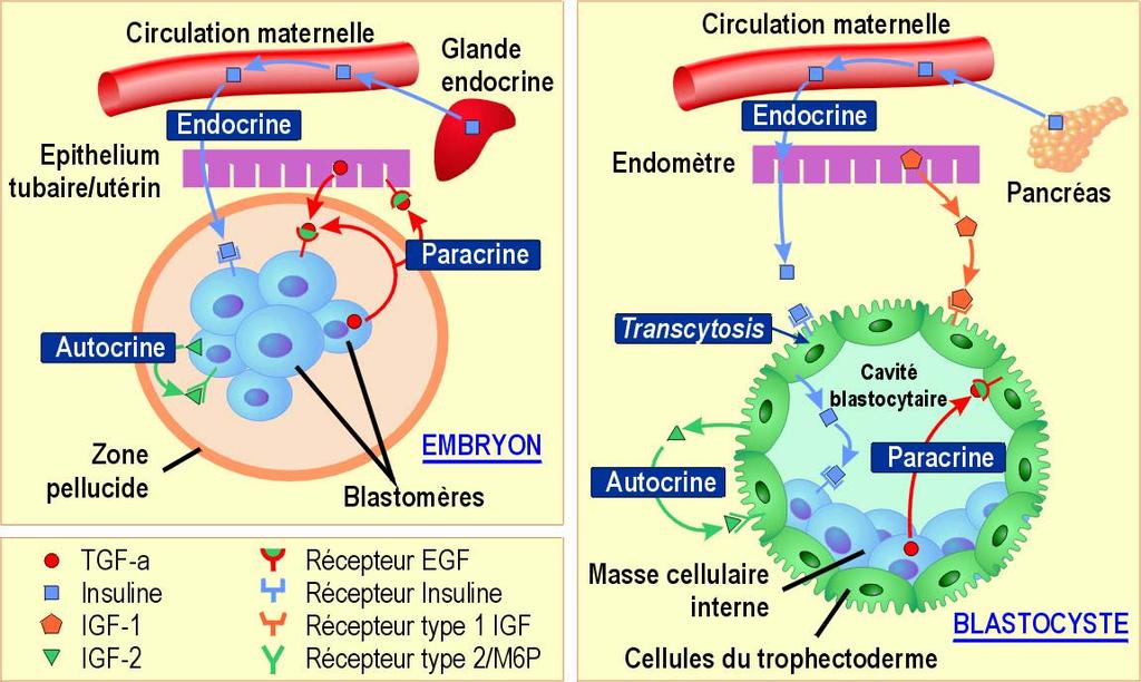 A B Interakcije endometrija i trofoblasta