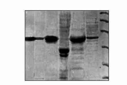 6 : 783 100 cm), ph 810,50 mmolπl Tris2HCl, 6 mlπh,, SDS2PAGE, [7 ] 11215 HPLC Varian CDS 401 Liquid Chromatography,715 mm 300 mm( ID L) 10 l, ph 810,50 mmolπl Tris2HCl, 1 mlπmin 11216 Hewlett