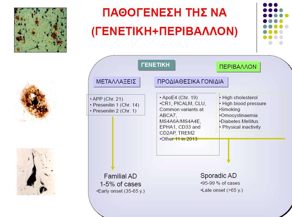 Παθογένεση της νόσου Αlzheimer (Γoνίδια+Περιβάλλον) Αμιγώς Γενετική μορφή 2% Σποραδική μορφή 98% Bertram L.