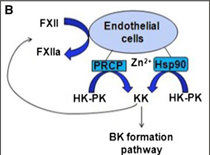 Røjkjaer RSchmaier AH. Assembly, activation, and physiologic influence of the plasma kallikrein/kinin system.