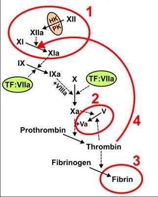 Αναστέλλουν τον Tissue Factor Pathway Inhibitor (TFPI) Ίσως μπορούν να χρησιμοποιηθούν ως ένα γενικό αιμοστατικό φάρμακο για τη θεραπεία ασθενών με αιμοστατικές διαταραχές Smith SA, Morrissey JH.