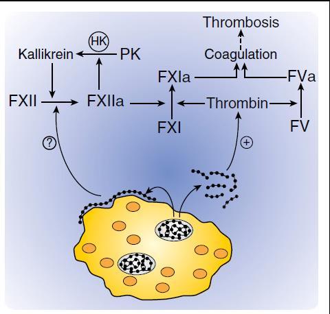 Πολυφωσφορικά (Poly-P) Ο ρόλος τους στη θρόμβωση? Πώς τα ενεργοποιημένα αιμοπετάλια προάγουν την πήξη με ένα ΧΙΙεξαρτώμενο τρόπο; Weitz JI, Fredenburgh JC.