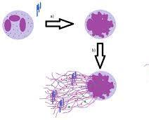 Neutrophil extracellular traps (NETs) Τα NETs αποτελούνται από: DNA Ιστόνες Αντιμικροβιακές πρωτεΐνες (ελαστάση