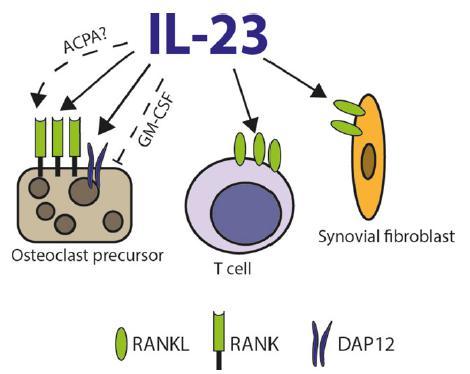 precursor cells; (ii) increase of RANKL expression on T-helper cells or fibroblasts;
