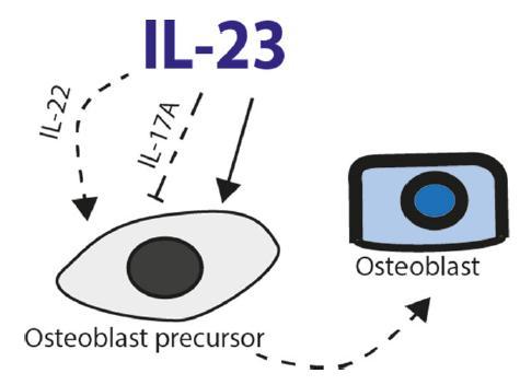 IL-23 acts directly on osteoblast precursor cells to stimulate formation of