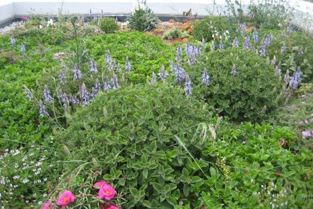 Η ίδια μελέτη έδειξε ότι η εξοικονόμηση ενέργειας για τον τελευταίο όροφο του κτιρίου μπορεί να υπερβεί το 50%.