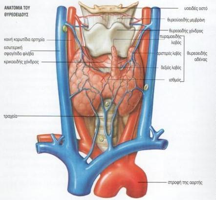 Κεφάλαιο 1 ο : Ο θυρεοειδής αδένας 1.1 Η φυσιολογία και η ανατομία του θυρεοειδούς αδένα Ο θυρεοειδής αδένας (Εικόνα 1.