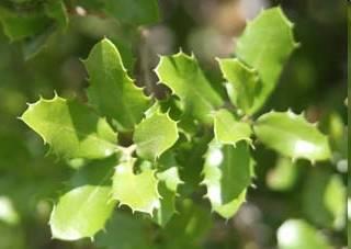 Quercus pubescens Βελανιδιά Φυλλοβόλο