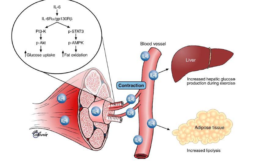 Ο βιολογικός ρόλος της IL-6 κατά την άσκηση Σε απόκριση της μυικής συστολής, οι μυικές ίνες εκφράζουν τη μυοκίνη IL-6, η οποία στη συνέχεια επιδρά τόσο τοπικά μέσα στον μυ, όσο και περιφερικά Στο