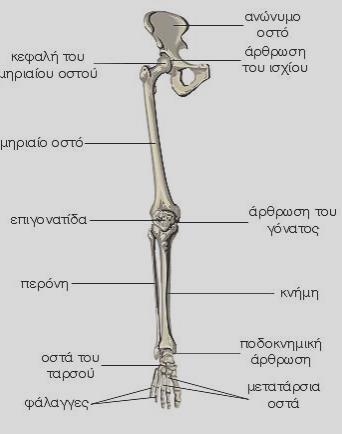 ΠΥΕΛΙΚΗ ΖΩΝΗ