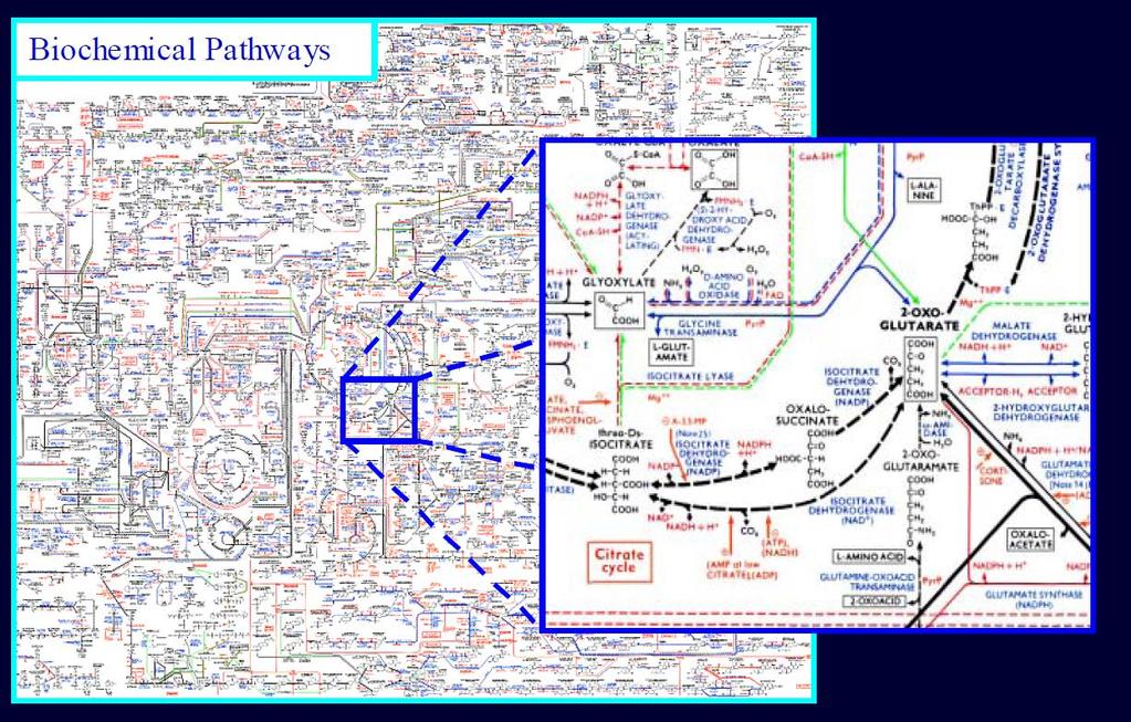 Metabolome = the total metabolite pool All low molecular weight (< 1500 Da) organic molecules in a sample such as serum,