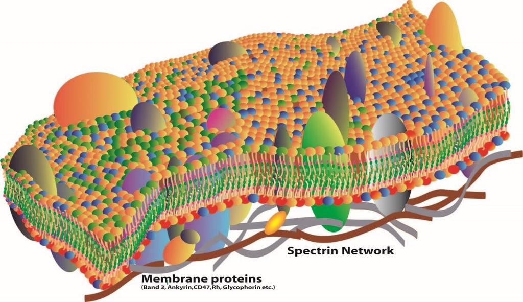 Revisiting the membrane-centric view of diabetes. Pilon M.