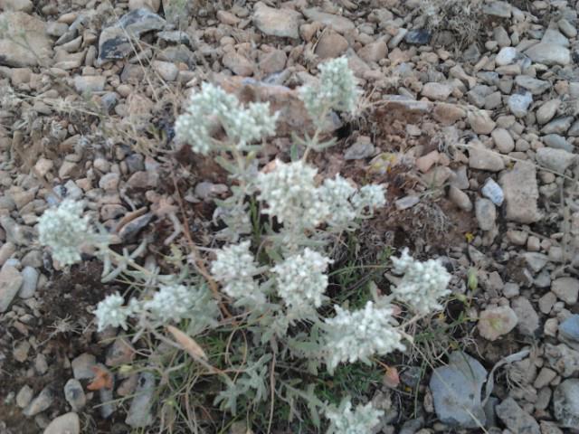 Χαμαίντρο Teucrium chamaendrys