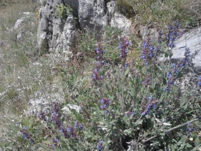 Καντηλίνα, φασκόμηλο