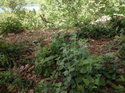 rotundifolia)