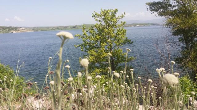 Χιλιόφυλλο - Achillea