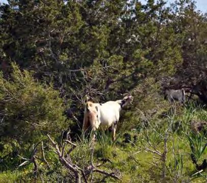 Ο ΟΙΚΟΤΟΠΟΣ Τα ενδημικά δάση με είδη Juniperus (δάση αρκεύθου ή δάση Αοράτου) είναι τύπος οικοτόπου προτεραιότητας (9560*) της οδηγίας των οικοτόπων (92/43/ΕΟΚ), ο οποίος κινδυνεύει με εξαφάνιση και