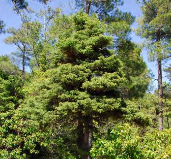 Prickly Juniper (Juniperus oxycedrus) is a shrub or small tree, with a height of 2-8 m and sometimes up to 10-12 m.