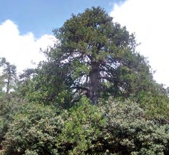 It is commonly found in the central part of Troodos range (Troodos NFP, Prodromos, Kyperounta and Madari) and sporadically in the cedar valley at Tripylos, usually in the understory of pine forests.