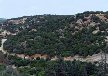 THE PROJECT AREAS The project was implemented in three Natura 2000 sites, two in the central part of Troodos mountain range (Ethniko Dasiko Parko Troodous CY5000004 and Madari Papoutsa, CY2000005)