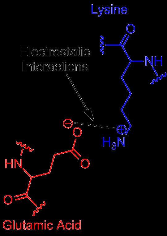 Ηλεκτροστατικές αλληλεπιδράσεις Μία φορτισμένη ομάδα από ένα μόριο μπορεί να έλξει μία αντίθετα φορτισμένη ομάδα