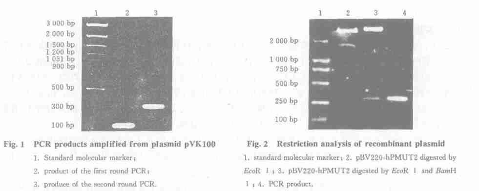 V ol. 25 2. 3, Sephacryl S2100. 15% SD S2PA GE, 9 000 (3). 2. 4 B, D EA E Sepharose, R P2H PL C (4). 90%.