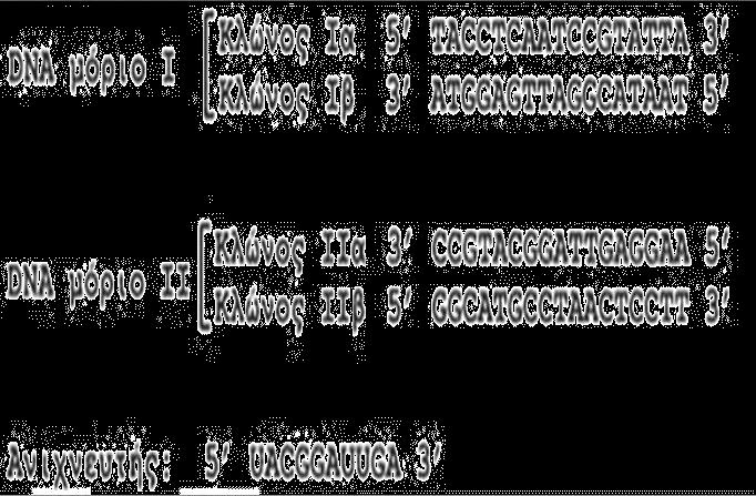 ΰ. απκ δϊ αιβ.. εζπθκπκέβ β. 2010 Π ΡΙΝΟ 4. Οδ π λδκλδ δεϋμ θ κθκυεζ Ϊ μ α. εσίκυθ κ DNA εαγκλδ ηϋθ μ γϋ δμ. ί. παλϊΰκθ αδ απσ ίαε άλδα. ΰ. πλκ α τκυθ κ ίαε άλδκ απσ βθ δ ίκζά ιϋθκυ DNA.