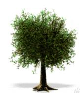 Graad Play! Wiskunde Antwoordboek Vraag Probleem Oplossing. Mnr. Thabo se maatskappy het bome in n plantasie geplant. Altesaam 000 bome moet geplant word. Hoeveel bome moet Mnr.