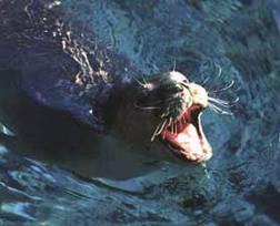 Η μεσογειακή φώκια μονάχους-μονάχους ζει σε θερμές περιοχές. Λέγεται έτσι επειδή θυμίζει μοναχό. Έχει μήκος 3 μέτρα και ζυγίζει 350 κιλά.