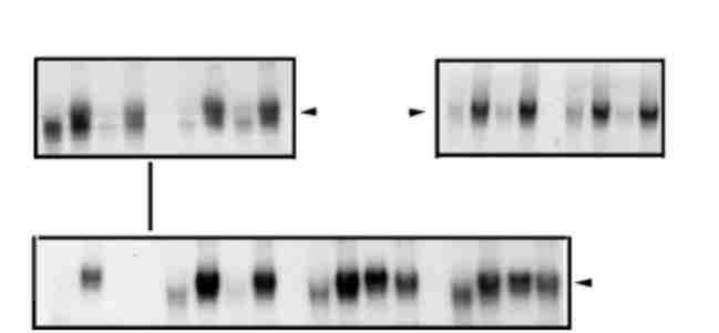 344 21 Fig 1 Effects of diamide on the in vitro activation of wild type and cysteine mutant of HSF1 EMSA of HSE2binding activity The wild type and mutants of HSF1 were transcribed and translated in