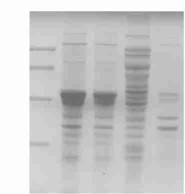 1 : 57 4 5 h, 5 h Fig 4 Existence of target protein in inclusion body M Protein molecular weight marker ; 1, 2 Inclusion body extracted from recombinant with IPTG induction ; 3 Supernatant of