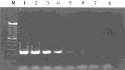 10 0, (F ig 5) 2 10 0, 01483, F ig 4b F ig 4 (a ) The DNA quantification by so lid phase hybridiza2 tionenzym e co lo rim etric assay A, B, and C: the detected samp les of the m icrow elles co r2