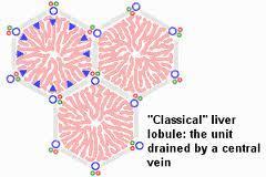 -16-1.3 ΙΣΤΟΛΟΓΙΑ ΗΠΑΤΟΣ Το κύριο δομικό συστατικό του ήπατος είναι το ηπατικό κύτταρο ή ηπαττοκύτταρο.